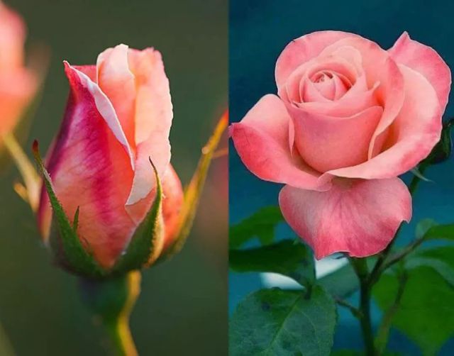 月季的花型,花色多样 从单瓣至全重瓣都有